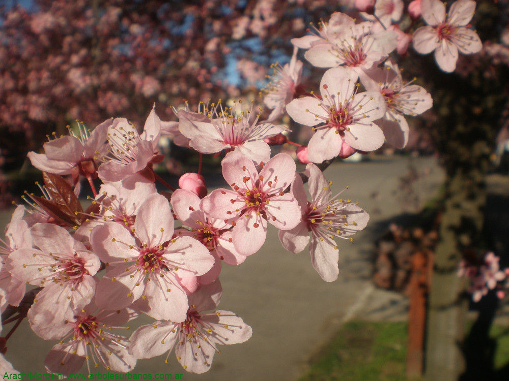 Ciruelo de flor - flores