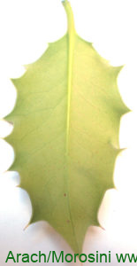 Acebo enves de la hoja