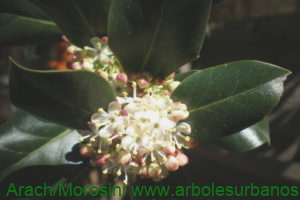 Acebo flores femeninas