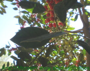 Acebo frutos