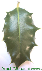 Acebo haz de la hoja