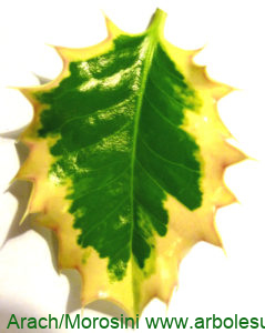 Acebo hoja variegada