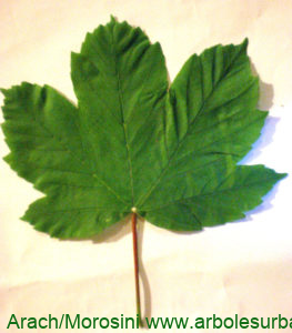 Arce blanco haz de la hoja