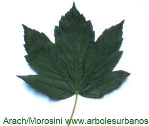 Arce blanco variedad artopurpúrea. Haz de la hoja
