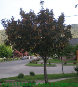 Arce blanco variedad artopurpúrea