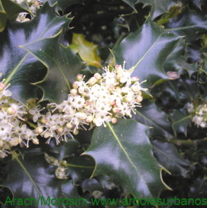 Acebo flores masculinas