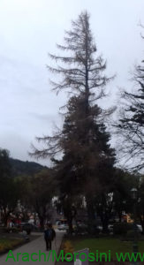 Alerce europeo aspecto invernal