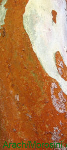 Arrayan detalle de la corteza