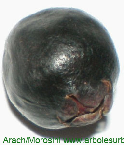 Arrayán detalle del fruto