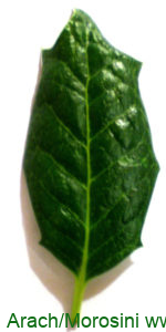 Ilex opaca as foliar