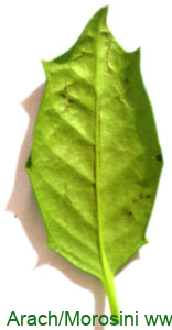 Ilex opaca enves foliar