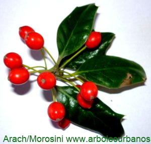 Ilex opaca flores y fruto