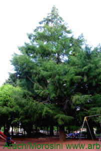 Larix kaempferi ejemplar en una plaza