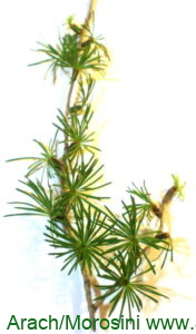Larix kaempferi ramita