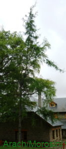 Larix laricinia ejemplar en Centro Cívico de Bariloche