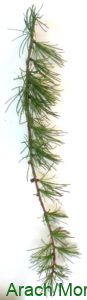 Larix laricinia ramita