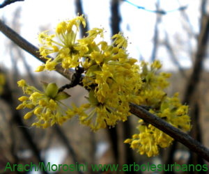 Cornus mas flores
