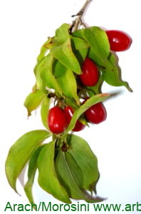Cornus mas frutos y follaje