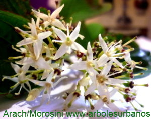 Cornus walterii flores