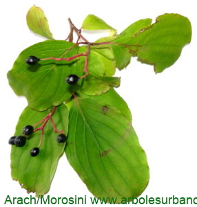 Cornus walterii frutos y follaje