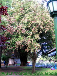 Crataegus laevigata var. Paul Scarlet ejemplar en una plaza