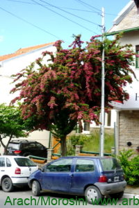 Crataegus laevigata var. Paul Scarlet ejemplar en una vereda
