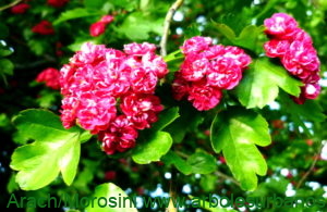 Crataegus laevigata var. Paul Scarlet flores