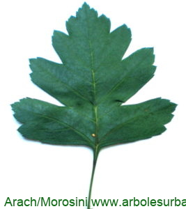 Crataegus monogyna as foliar