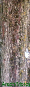Crataegus monogyna corteza adulta