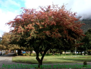 Crataegus monogyna ejemplar con frutos