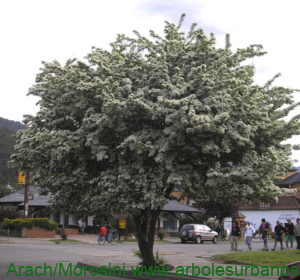 Crataegus monogyna ejemplar florecido
