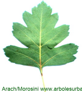 Crataegus monogyna enves foliar