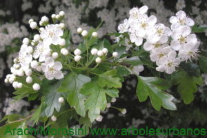 Crataegus monogyna flores y hojas