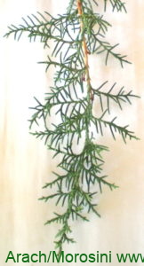 Cupressus macrocarpa - rama