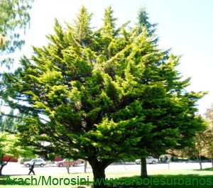 Cupressus macrocarpa var. Golden crest