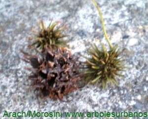 Liquidambar stracyflua frutos
