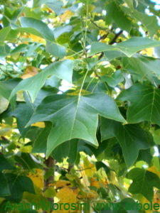 Liriodendron tulipífera follaje
