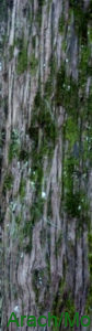 Austrocedrus chilensis corteza