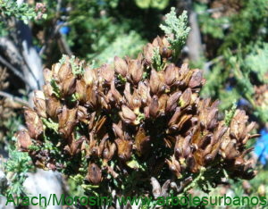 Austrocedrus chilensis estróbilos femeninos