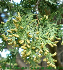 Austrocedrus chilensis estróbilos masculinos