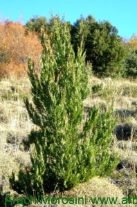 Austrocedrus chilensis renoval
