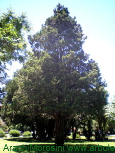 Austrocedrus chilensis silueta típica