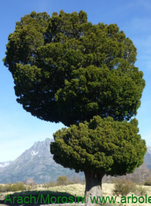Austrocedrus chilensis raro ejemplar aislado