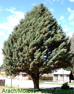 Cupressus arizonica ejemplar joven