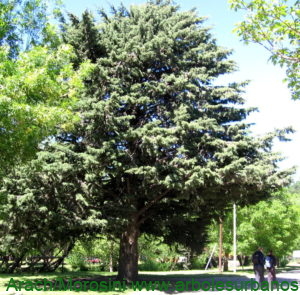 Cupressus arizonica ejemplar adulto