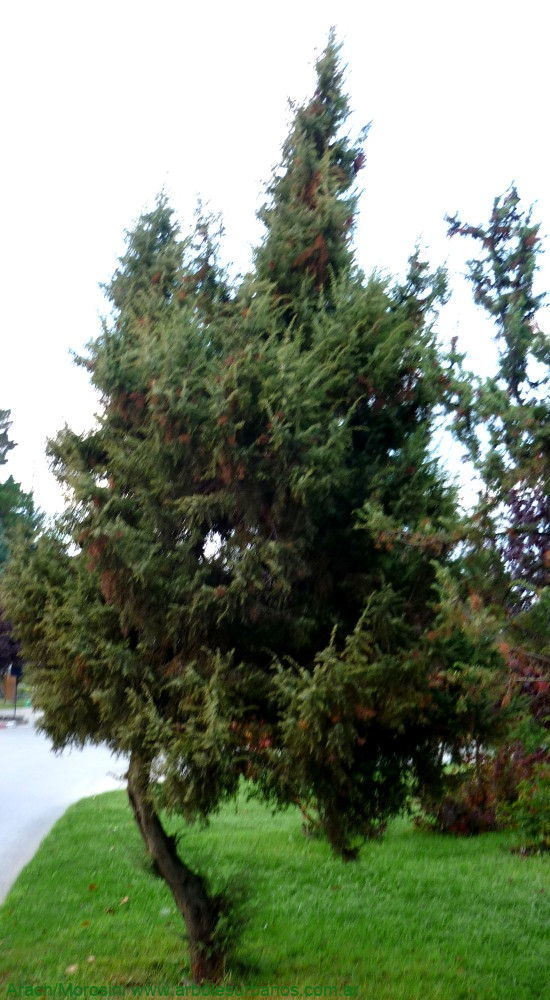 Juniperus communis ejemplar adulto