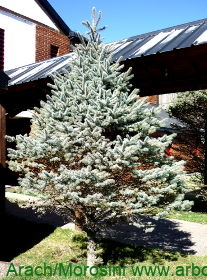 Picea pungens ejemplar joven