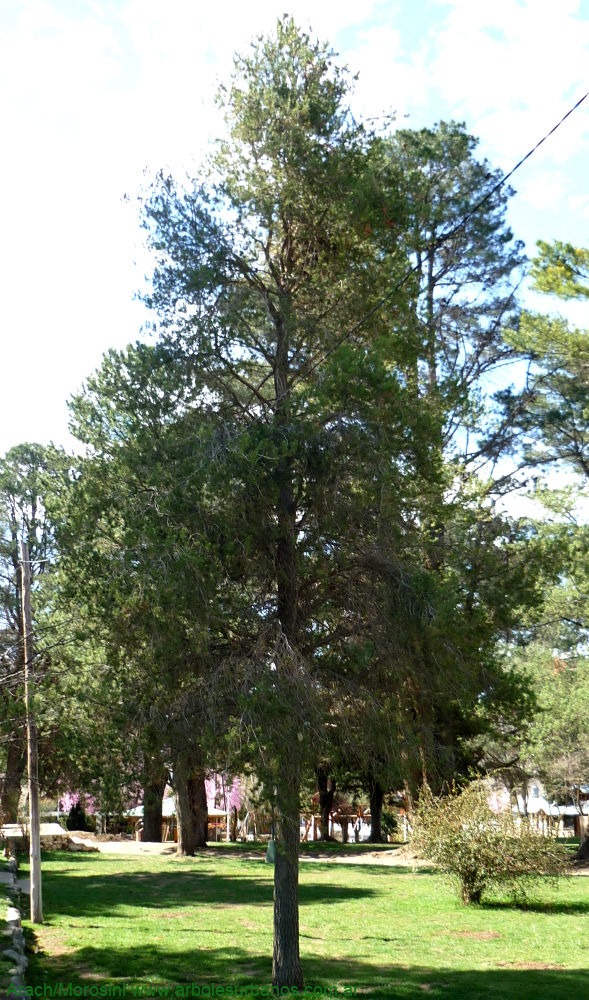 Pinus banksiana